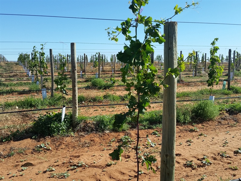 Advinco Farm - Dried Grape and Citrus Production